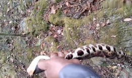 五步蛇咬人视频,紧急救援与科普警示